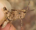 Coast Clouded Grasshopper - photo 2