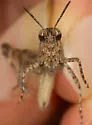 Coast Clouded Grasshopper - photo 3
