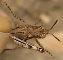 Coast Clouded Grasshopper - photo 4