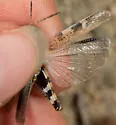 Coast Clouded Grasshopper - photo 5