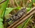Southwestern Dusky Grasshopper