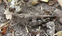 Southwestern Dusky Grasshopper - photo 2