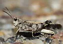 Southwestern Dusky Grasshopper - photo 3