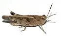 Southwestern Dusky Grasshopper - photo 4