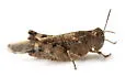 Southwestern Dusky Grasshopper - photo 5