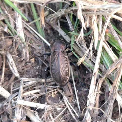 Necklace Ground Beetle