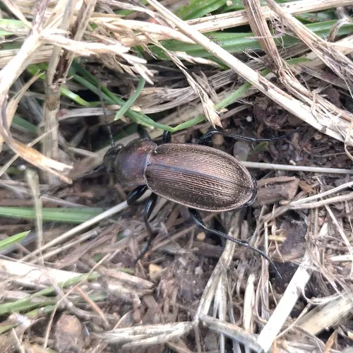 Necklace Ground Beetle - photo 2