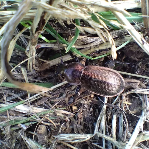 Necklace Ground Beetle - photo 3