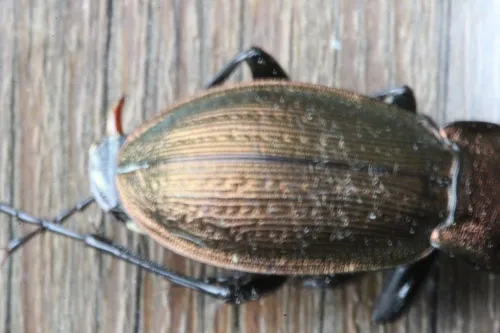 Necklace Ground Beetle - photo 4