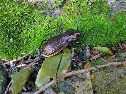 Necklace Ground Beetle - photo 6