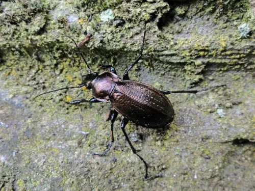 Necklace Ground Beetle - photo 7