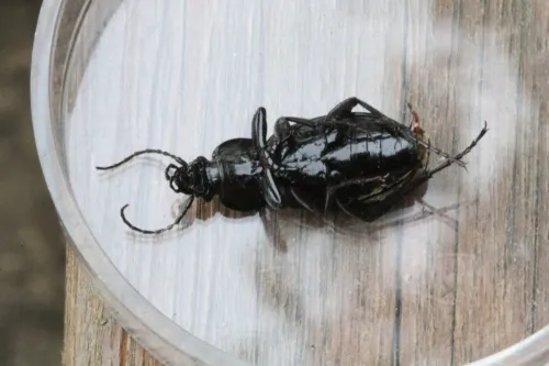 Necklace Ground Beetle - photo 8