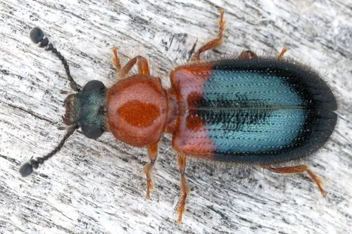 Red-Shouldered Ham Beetle