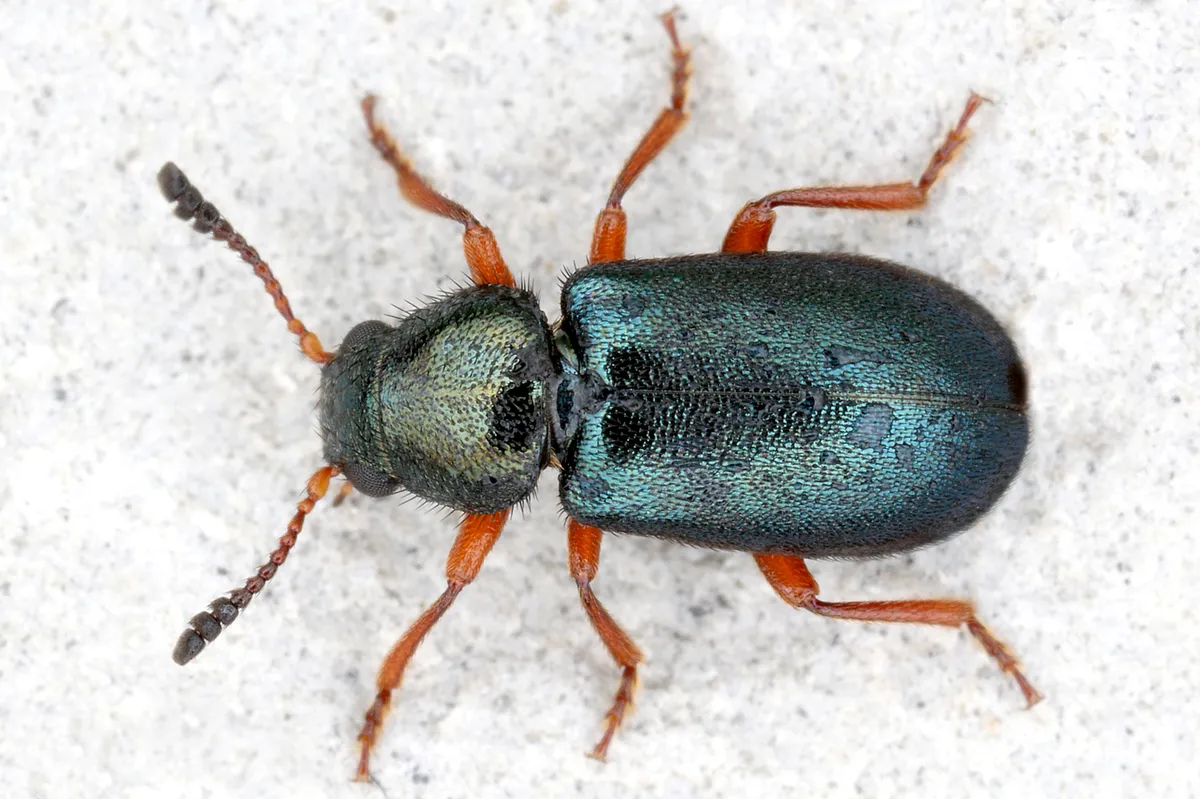 Red-legged Ham Beetle