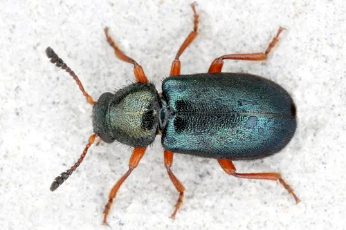 Red-legged Ham Beetle - photo 3