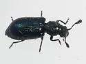 Cosmopolitan Blue Bone Beetle - photo 2