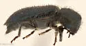 Cosmopolitan Blue Bone Beetle - photo 3