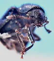 Cosmopolitan Blue Bone Beetle - photo 4