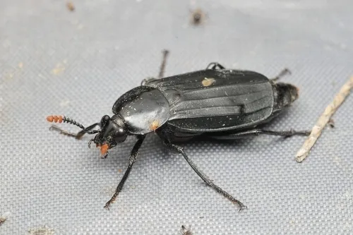 Shore Sexton Beetle