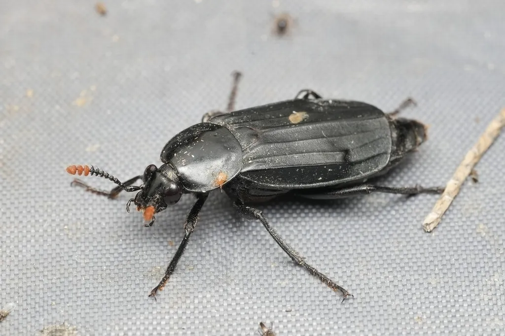 Shore Sexton Beetle - photo 2
