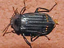 Red-lined Carrion Beetle