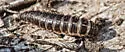Red-lined Carrion Beetle - photo 2