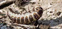 Red-lined Carrion Beetle - photo 3
