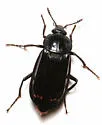 Red-lined Carrion Beetle - photo 4