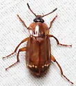 Red-lined Carrion Beetle - photo 5