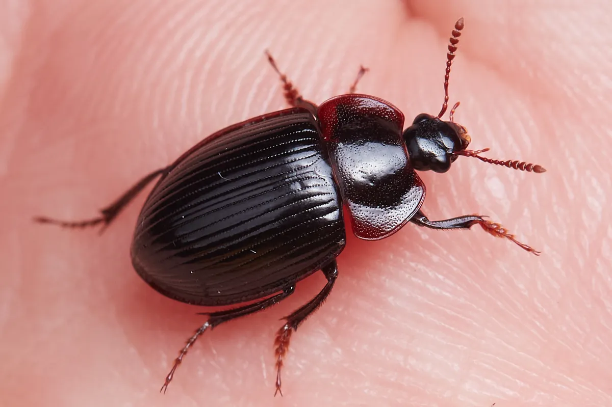 Flat Brown Scavenger Beetle