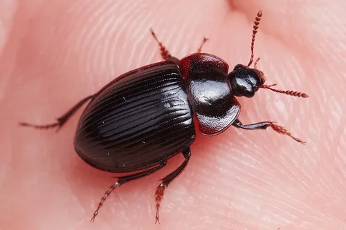 Flat Brown Scavenger Beetle - photo 3