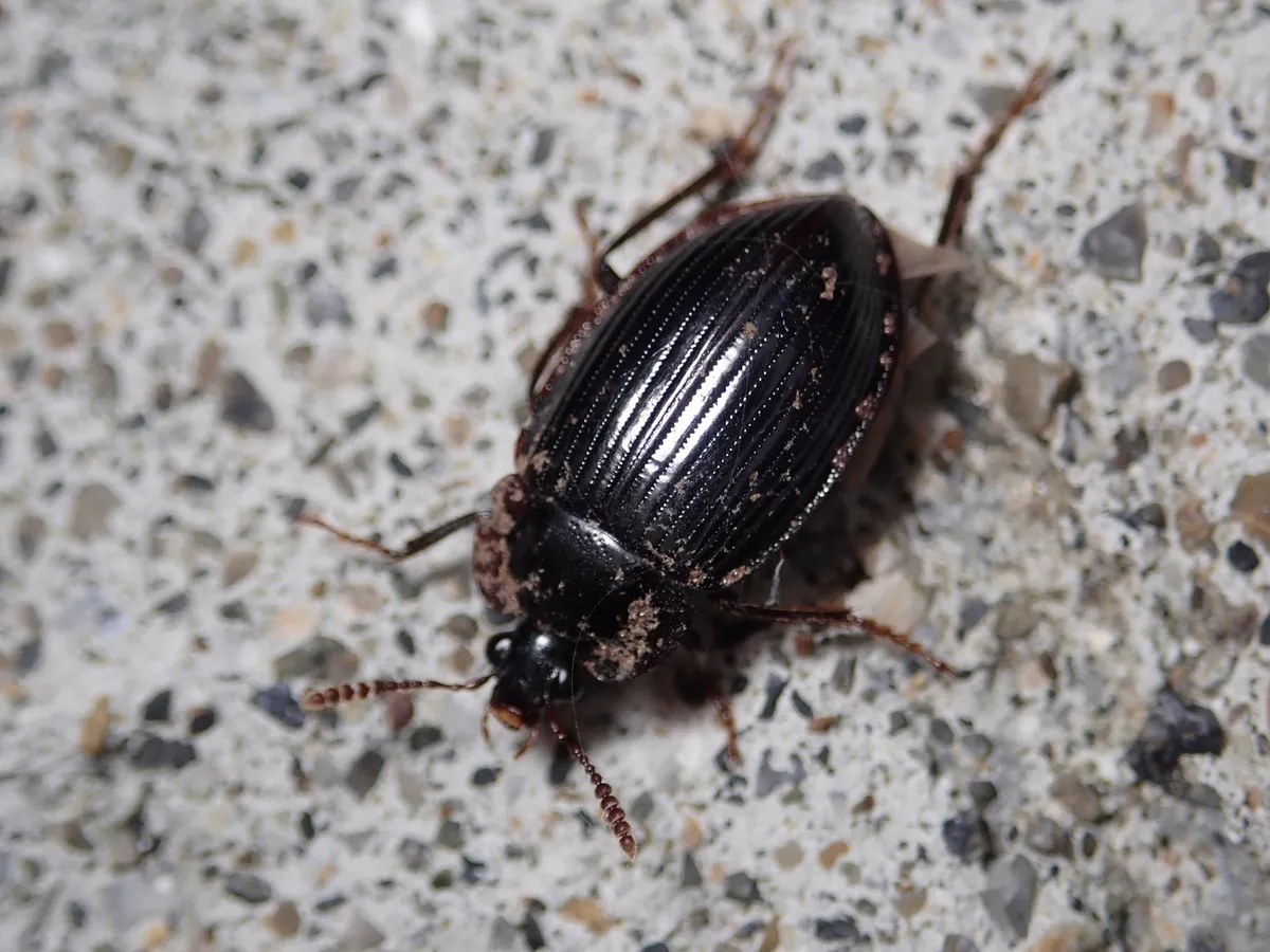 Necrophilus nomurai - photo 2