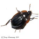 Small Scavenger Beetle