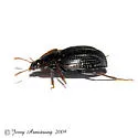 Small Scavenger Beetle - photo 2