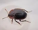 Small Scavenger Beetle - photo 3