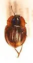 Small Scavenger Beetle - photo 4
