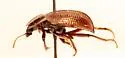 Small Scavenger Beetle - photo 5