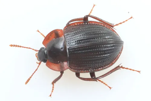 Necrophilus pettitii