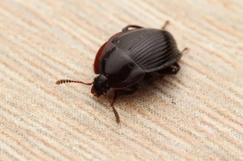 Necrophilus subterraneus