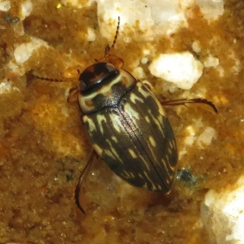 Nectoboreus aequinoctialis