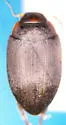 Nectoboreus funereus - Nectoboreus funereus