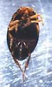 Nectoporus abbreviatus