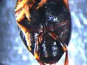 Nectoporus abbreviatus - photo 2