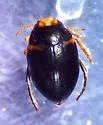 Nectoporus abbreviatus - photo 3