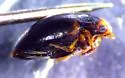 Nectoporus abbreviatus - photo 4