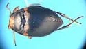 Nectoporus abbreviatus - photo 5