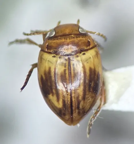 Nectoporus congruus