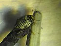 Nectoporus crassulus