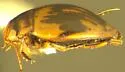 Nectoporus crassulus - photo 5