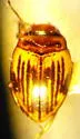 Nectoporus obesus